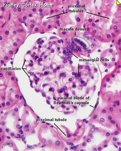 Histologia Nefron