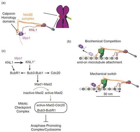 Biology Free Full Text A Cell Biological Perspective On Past