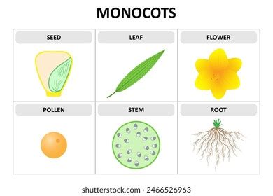 Characteristics Monocots Seed Leaf Flower Pollen Stock Vector (Royalty ...