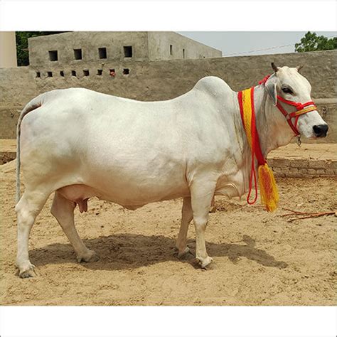 White Pure Tharparkar Cow at Best Price in Karanpura | Rao Ji Dairy Farm