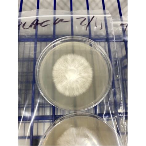 Pre Poured Agar Plates Mea X 10 Aussie Mushroom Supplies