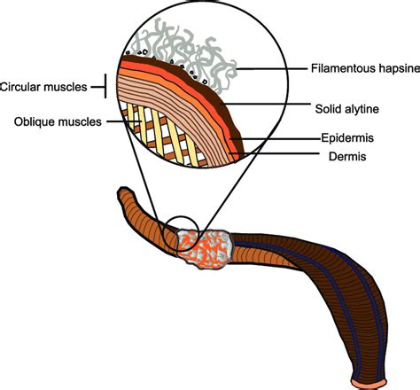 Diagrammatic Illustration Of A Clitellate Annelid Leech With