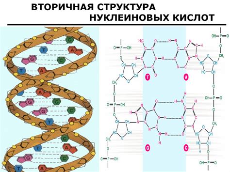 Нуклеиновые кислоты - презентация онлайн