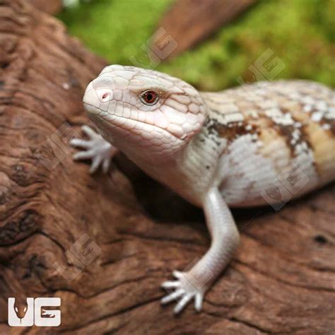 Northern Blue Tongue Skinks Tiliqua Scincoides Intermedia For Sale