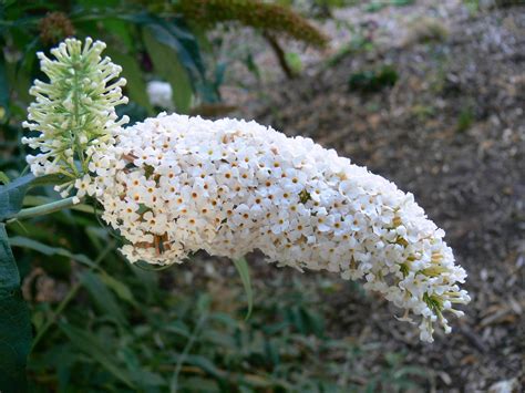 50 WHITE BUTTERFLY BUSH Buddleia Davidii Flower Seeds – Seedville USA