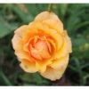 Купить Роза флорибунда Раффлс Дрим Rosa floribunda Ruffles Dream - в ...