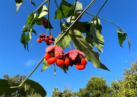 Strawberry Bush Euonymus americanus 20 Seeds – R&B Floridaseeds