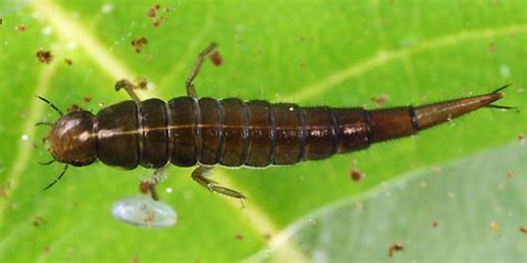 Aquatic Larva Bugguide