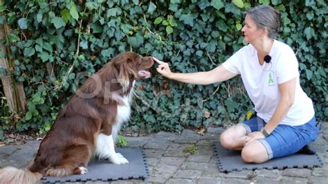 Tricktraining für Hunde Hey Fiffi