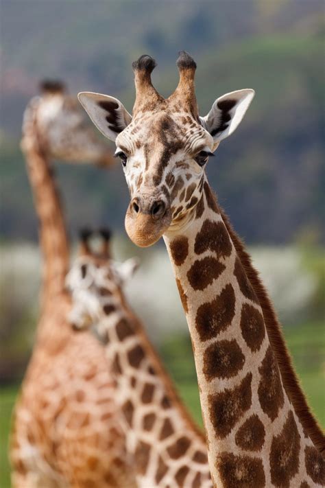 Escreva O Nome De Animais Que Nao Mudam A Forma Do Corpo Ao Nascerem