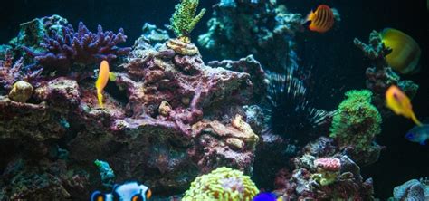 Coral Reef Rock Decorating Tropical Fish Hobbyist Magazine