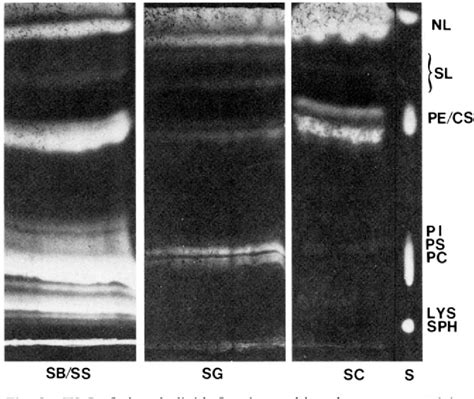 Figure 2 From Human Epidermal Lipids Characterization And Modulations