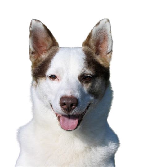 German Shepherd x Jack Russell Terrier mix: pictures and breed description - dogbible