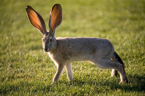 ギャラリー：体の割に耳が大きな動物たち 写真6点 ナショナルジオグラフィック日本版サイト