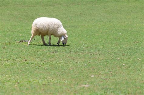 Sheep eating grass stock photo. Image of landscape, meadow - 88681646