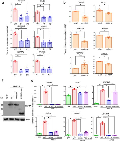 Hnf A H D Mutation Reduces The Expression Of Genes Involved In