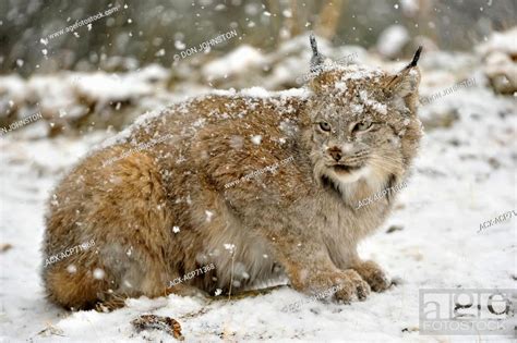 Canadian Lynx Lynx Canadensis Captive Bozeman Montana Usa Stock