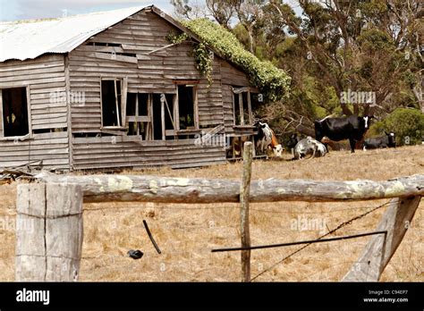 Abandoned wood farmhouse with cows, Southwest Australia Stock Photo - Alamy