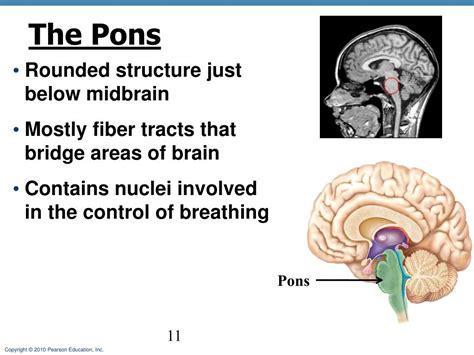 Ppt The Central Nervous System Powerpoint Presentation Free Download