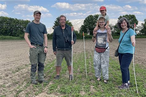 Altkreisblitz Zwei Kiebitz Junge Werden Gerettet