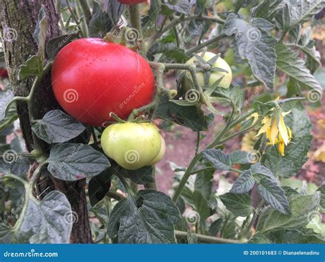 Tomates En Huerta Imagen De Archivo Imagen De Verde