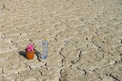 Flower In The Desert Is Dry Land Daisy Stock Image Image Of Nature