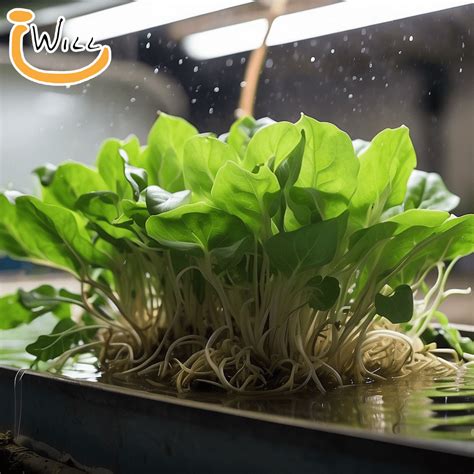 The Financial Benefits of Aquaponics Farming: A Comprehensive Analysis ...