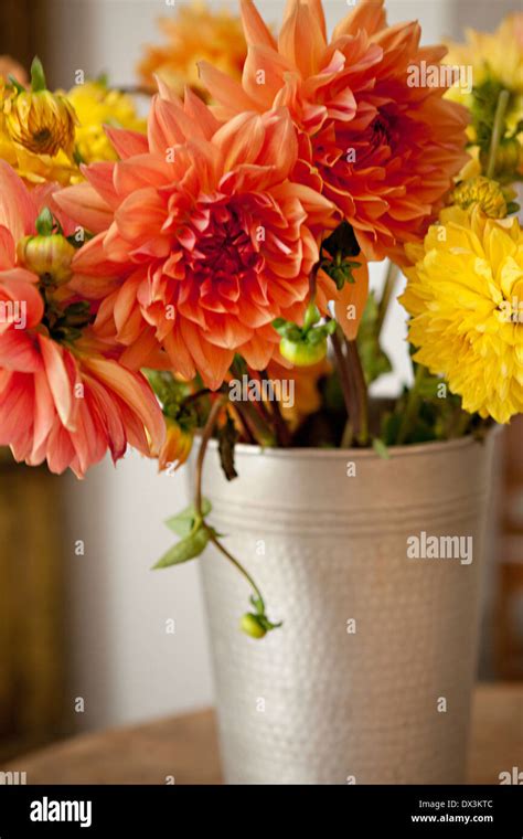 Orange and yellow dahlia bouquet in silver bucket Stock Photo - Alamy