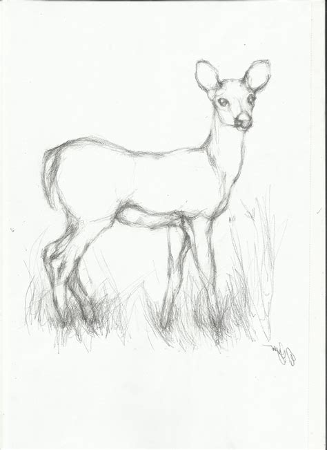 Easy Sketch Animals At Explore Collection Of Easy