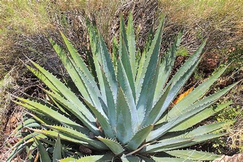 Agave Utahensis Utah Agave