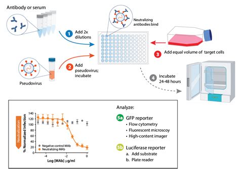 Pseudoviruses For Neutralization Assays