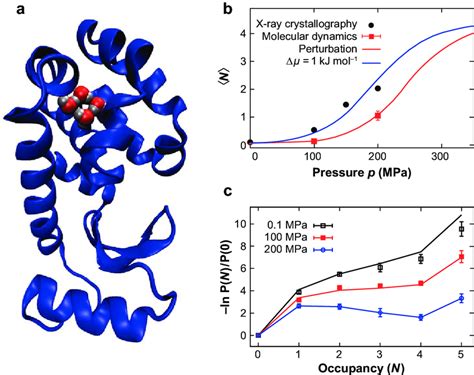 Water Penetration Into A Hydrophobic Cavity In The L99a Mutant Of T4 Download Scientific