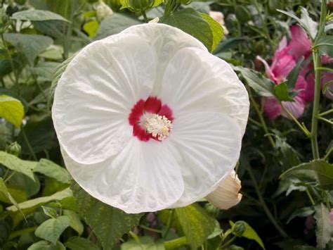 Hibiscus moscheutos 'Luna White' Hardy Hibiscus from Scotts Garden Centre