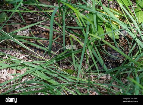 Two Adders Vipera Berus Mosaic Basking Among Grasses And Vegetation