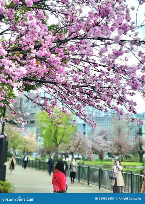 Sakura Viewing Japan editorial photography. Image of japan - 259808657