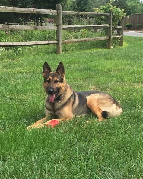 Honoring the Life and Career of William Asher 3