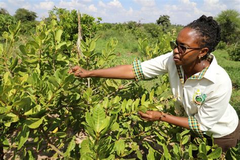 Cashew Nut Farming In Kenya - Farmers Trend