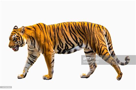 Tiger White Background Isolate Full Body High-Res Stock Photo - Getty Images