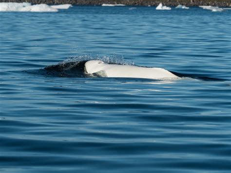 Beluga Whale Cam Highlights The Importance Of Arctic Sea Ice Day The