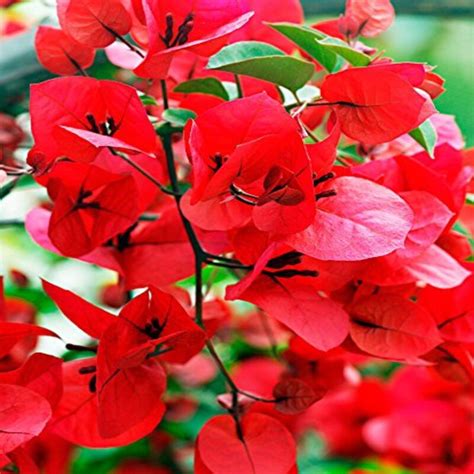 Buy Bougainvillea Flowering Plant (Dark Red) Online India