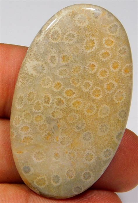 56 CT 100 Natürlich Fossil Wurzel Koralle Oval Cabochon Versteinerte