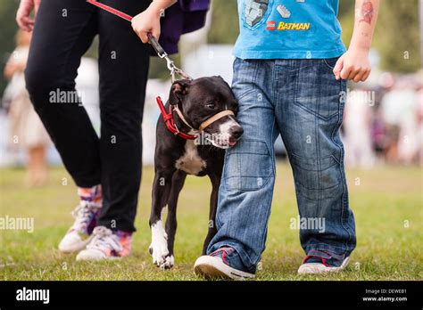 A Boy With His Dog At The All About Dogs Show At The Norfolk Showground