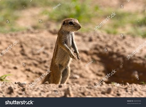 Ground Squirrel Standing Up Straight Stock Photo 46055590 : Shutterstock