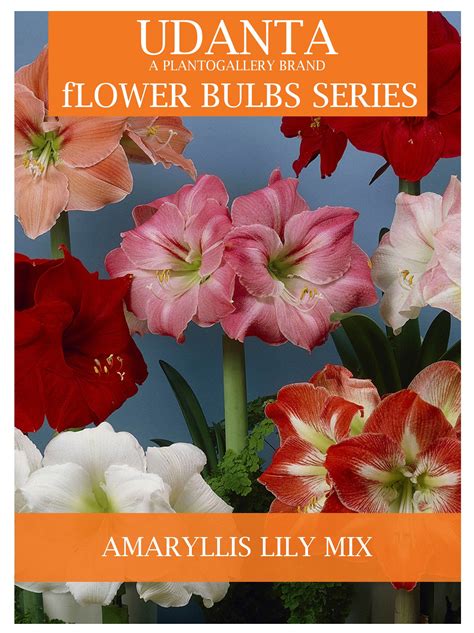 Amaryllis Lily Flower Bulbs Best Flower Site