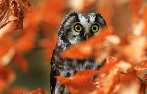 Autumn Animals Wallpapers - Top Free Autumn Animals Backgrounds - WallpaperAccess