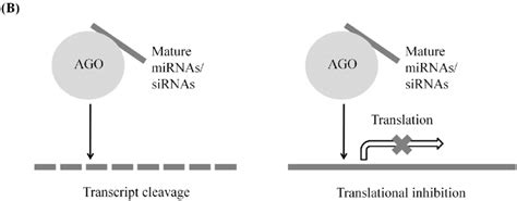 The roles of miRNA and siRNA in PTGS (post-transcriptional gene ... 