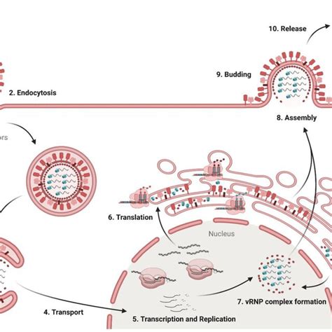 Replication cycle of influenza virus. First, the virus binds via HA to ...