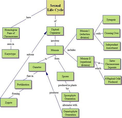 Ch13 Sexual Life Cycle Htm