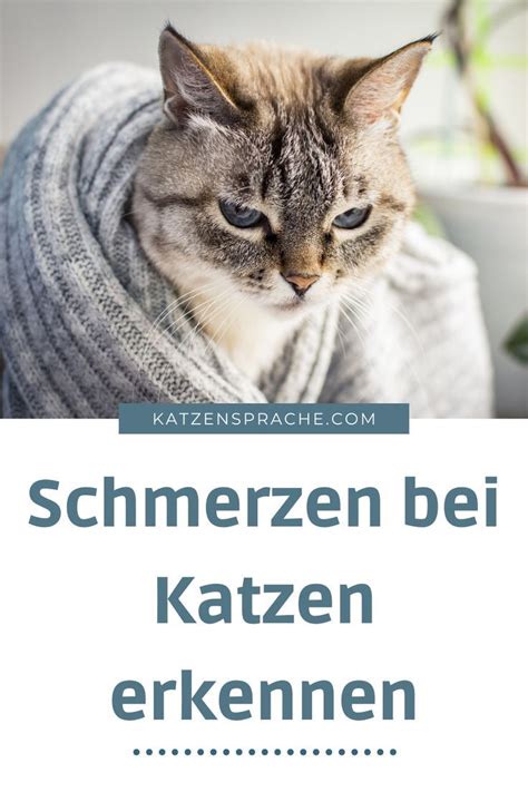 Schmerzen Bei Katzen Erkennen Katzen Schmerz Katzenkrankheiten