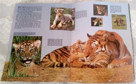 Zoobooks Tigers Volume 1987 Etsy